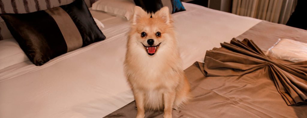 Somos Pet Friendly